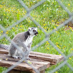 Ring-tailed lemur 7.5.23