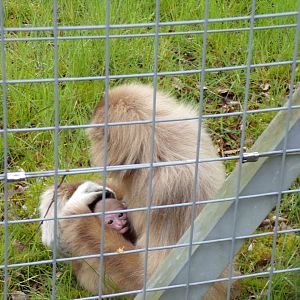 Lar gibbon with baby 7.5.23