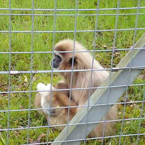 Lar gibbon with baby 7.5.23