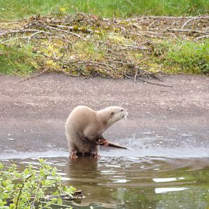 Albino Asian short-clawed otter 7.5.23