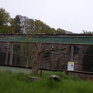 Great grey owl aviary 7.5.23