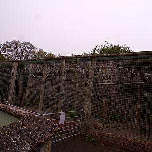 Mountain caracara aviary 7.5.23