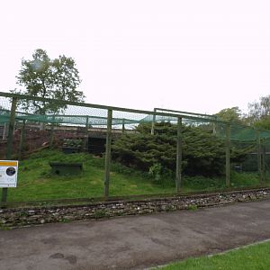 Vietnamese pheasant aviary 7.5.23