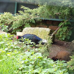 Vietnamese pheasents 7.5.23