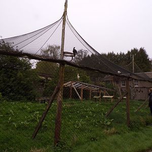 White stork, Northern bald ibis and Indian peafowl aviary 7.5.23