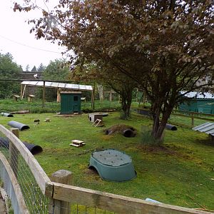 Guniea pig enclosure 7.5.23