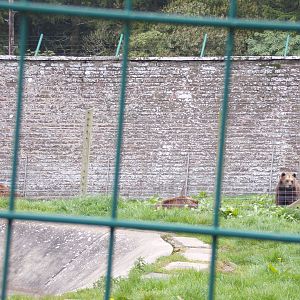 European brown bears 7.5.23