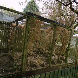 Second bali starling aviary 7.5.23