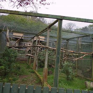 Blue-throated macaw aviary 7.5.23