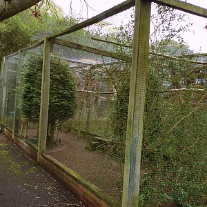 Northern hawk owl aviary 7.5.23