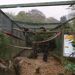 Second red bellied lemur enclosure 7.5.23