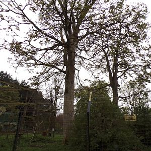 Lion-tailed macaque enclosure 7.5.23