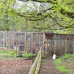 Scottish wildcat offshow cage 7.5.23