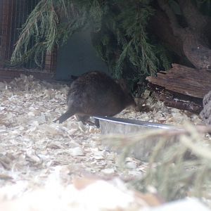 Long-nosed potoroo 7.5.23
