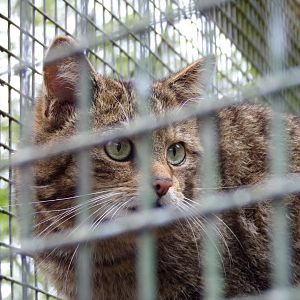 Scottish wildcat 7.5.23