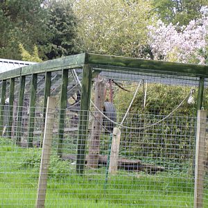 Lion-tailed macaque offshow cage 7.5.23
