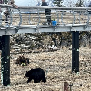 Black Bear / Brown Bear