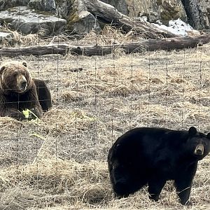 Black Bear / Brown Bear