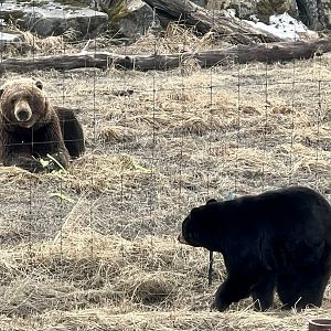 Black Bear observing Brown Bear
