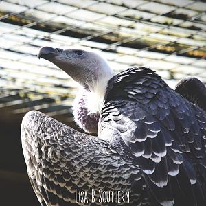 griffon vulture