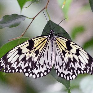 Paper kite, Idea leuconoe.