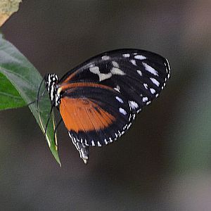 Tiger longwing, Heliconius hecale.