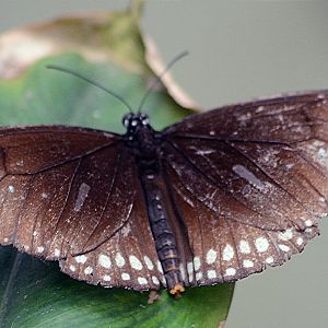 ID Please Bristol 2015