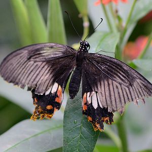 ID Please Bristol 2015