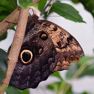 Forest giant owl, Caligo eurilochus.