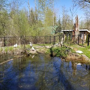 American white pelican enclosure