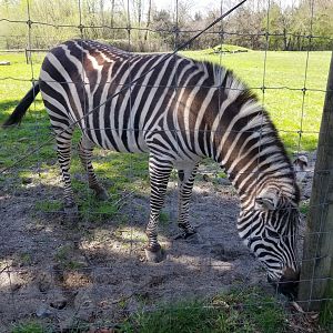 Sahara (Plains zebra)