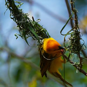 Taveta Golden Weaver