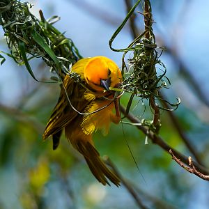 Taveta Golden Weaver