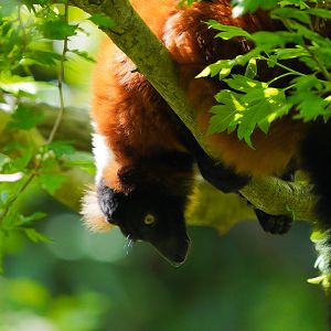 Red Ruffed Lemur