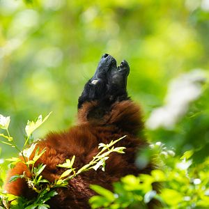 Red Ruffed Lemur