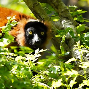 Red Ruffed Lemur