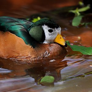 African Pygmy Goose