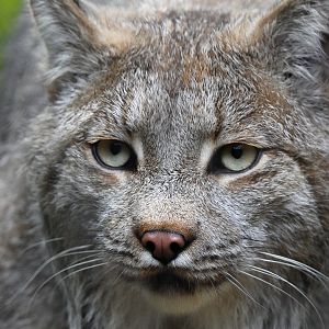 Canada Lynx