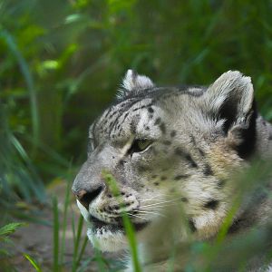 Snow Leopard