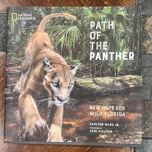 Path Of The Panther: New Hope for Wild Florida