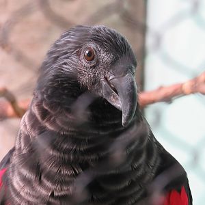 Pesquet's Parrot - 5/9/23