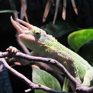 Jackson's Chameleon - 5/9/23