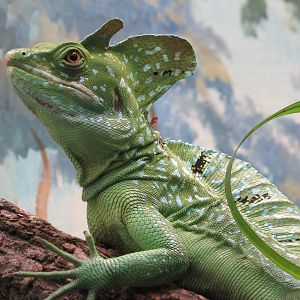 Green Basilisk - 5/9/23