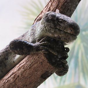 Prehensile-tailed Skink - 5/9/23