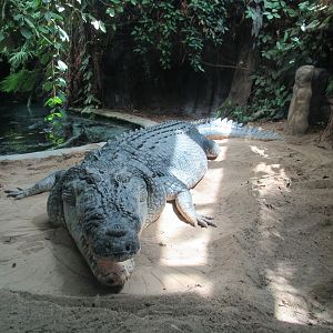 Saltwater Crocodile Baru - 5/9/23