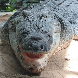 Saltwater Crocodile Baru - 5/9/23
