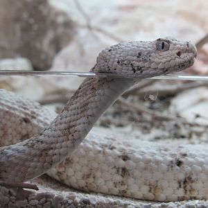 Speckled Rattlesnake - 5/9/23