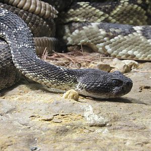 Arizona Black Rattlesnake - 5/9/23
