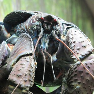 Coconut Crab - 5/9/23