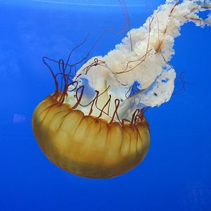 Pacific Sea Nettle - 5/9/23